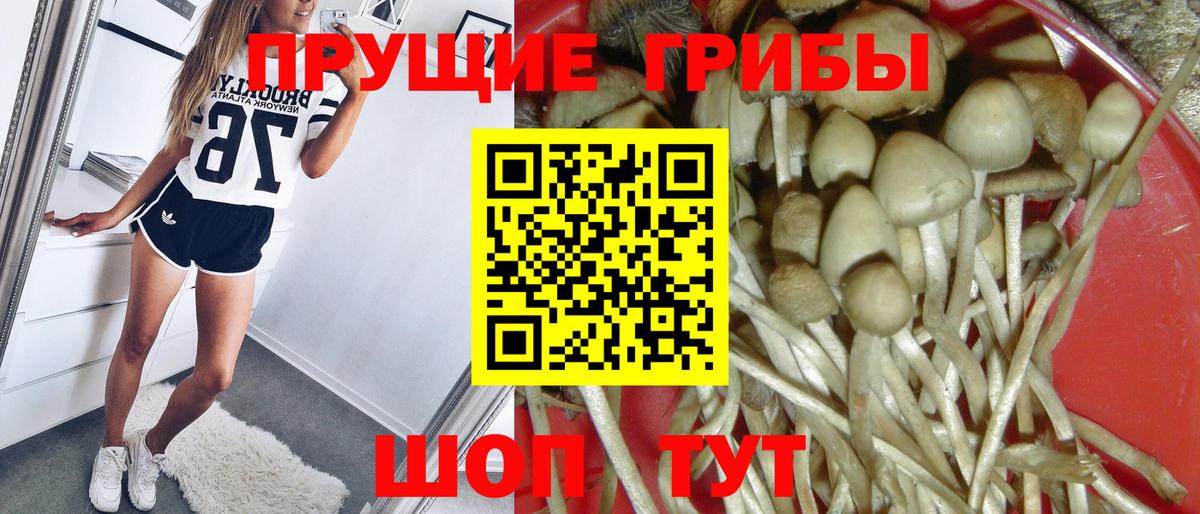 Галлюциногенные грибы Psilocybine cubensis Карпинск
